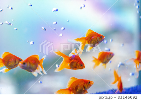 水槽で泳ぐ金魚 水槽で泳ぐ金魚 83146092