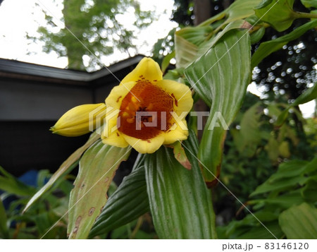 キイジョウロホトトギス キイジョウロホトトギス 83146120