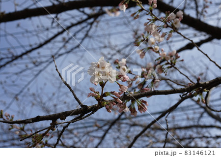 桜 83146121