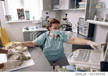 Veterinarian in mask shows onto screen performing ultrasound investigation of cat abdomen in clinic Veterinarian in mask shows onto screen performing ultrasound investigation of cat abdomen in clinic 83146292