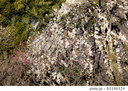 春を告げる花　ウメ 83146324
