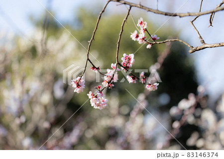 春を告げる花　ウメ 83146374