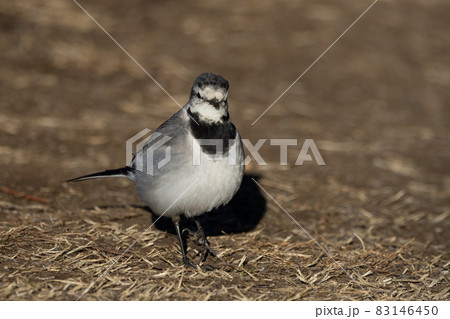 鳥がいく Gray wagtail. キセキレイ(黄鶺鴒). CanonEosR5. CanonEF800f5.6