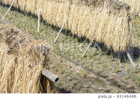 稲を収穫後、天日干ししている田んぼ(秋、日本) 稲を収穫後、天日干ししている田んぼ(秋、日本) 83146486