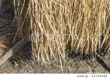 稲を収穫後、天日干ししている田んぼ（秋、日本） 83146488