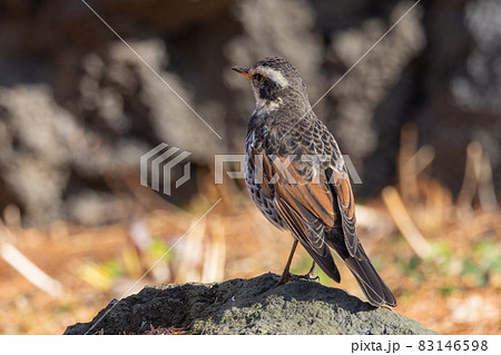 夏になって渡りで姿を消すと鳴き声が聞こえなくなることからツグミの名が付いた冬鳥 夏になって渡りで姿を消すと鳴き声が聞こえなくなることからツグミの名が付いた冬鳥 83146598