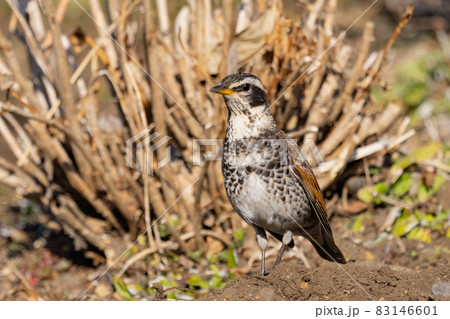 夏になって渡りで姿を消すと鳴き声が聞こえなくなることからツグミの名が付いた冬鳥 83146601