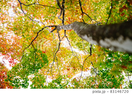 カラフルな紅葉 83146720