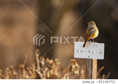 愛らしい仕草の冬鳥 ジョウビタキ 愛らしい仕草の冬鳥 ジョウビタキ 83146752