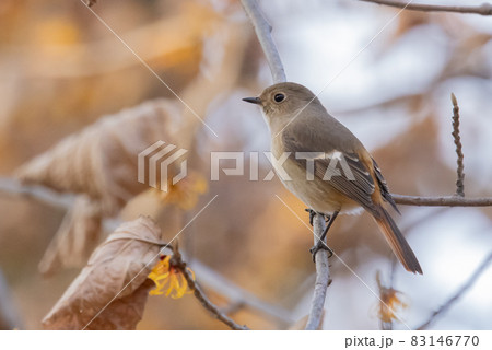 愛らしい仕草の冬鳥 ジョウビタキ 83146770