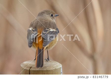 愛らしい仕草の冬鳥 ジョウビタキ 83146779