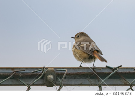 愛らしい仕草の冬鳥 ジョウビタキ 83146878
