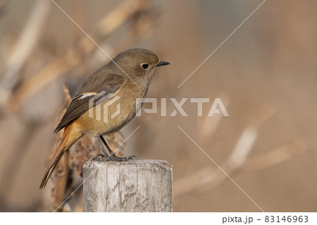 愛らしい仕草の冬鳥 ジョウビタキ 83146963