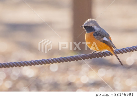 愛らしい仕草の冬鳥 ジョウビタキ 83146991