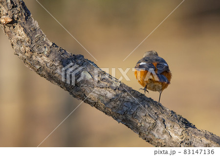 愛らしい仕草の冬鳥 ジョウビタキ 83147136