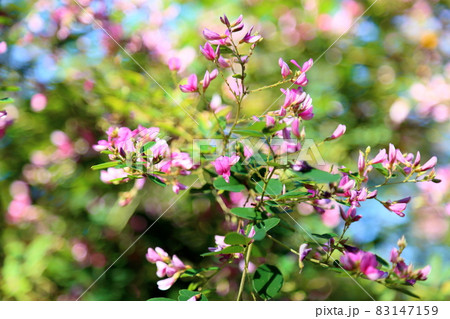 萩の花 萩の花 83147159