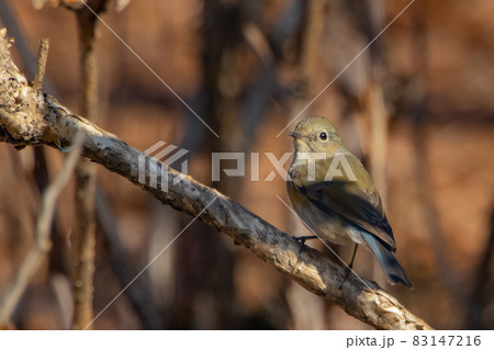 瑠璃色をオレンジ色をまとった冬に訪れる人気者 ルリビタキの雌 83147216