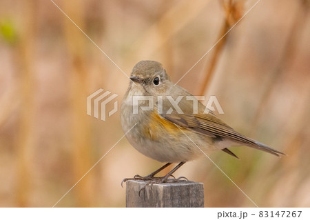 瑠璃色をオレンジ色をまとった冬に訪れる人気者 ルリビタキの雌 瑠璃色をオレンジ色をまとった冬に訪れる人気者 ルリビタキの雌 83147267