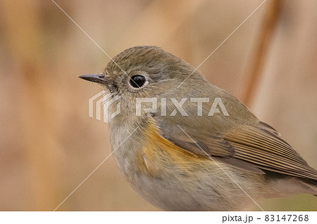 瑠璃色をオレンジ色をまとった冬に訪れる人気者 ルリビタキの雌 瑠璃色をオレンジ色をまとった冬に訪れる人気者 ルリビタキの雌 83147268