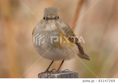 瑠璃色をオレンジ色をまとった冬に訪れる人気者 ルリビタキの雌 瑠璃色をオレンジ色をまとった冬に訪れる人気者 ルリビタキの雌 83147269