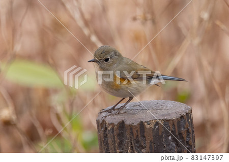 瑠璃色をオレンジ色をまとった冬に訪れる人気者 ルリビタキの雌 瑠璃色をオレンジ色をまとった冬に訪れる人気者 ルリビタキの雌 83147397