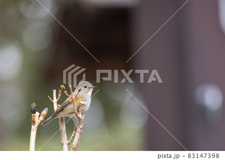 瑠璃色をオレンジ色をまとった冬に訪れる人気者 ルリビタキの雌 83147398