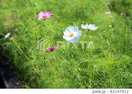 コスモスの花 コスモスの花 83147912