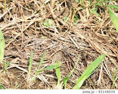 クルマバッタモドキ 83148039