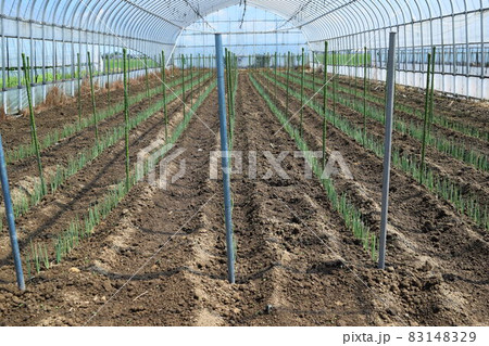 長ネギの苗を植えた直後のビニールハウスの中 長ネギの苗を植えた直後のビニールハウスの中 83148329