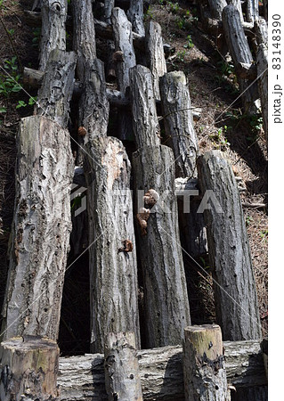 キノコの原木栽培 キノコの原木栽培 83148390