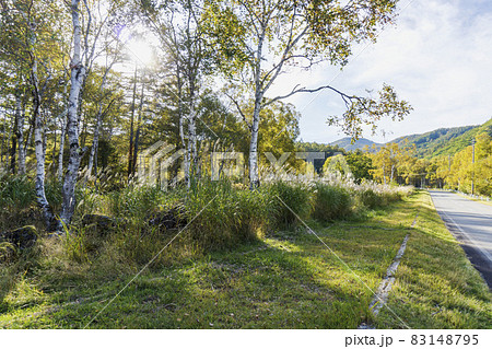 白樺群生地の風景【八千穂高原】／長野県佐久穂町【八ヶ岳中信高原国定公園】 83148795