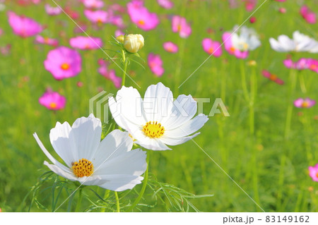 コスモス　アップ 83149162