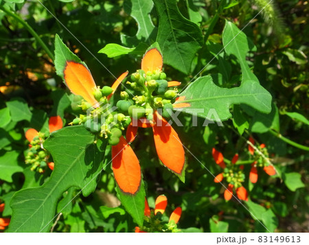 ショウゾウソウ 83149613