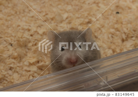 【ペット】ゴールデンハムスター【小動物】 83149645
