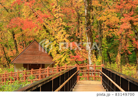 【北海道東川町天人峡】遊歩道の橋と紅葉の風景 10月 【北海道東川町天人峡】遊歩道の橋と紅葉の風景 10月 83149700