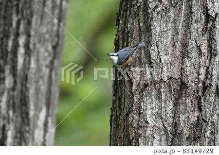 野尻高原 大学村に住むゴジュウカラ 野尻高原 大学村に住むゴジュウカラ 83149729
