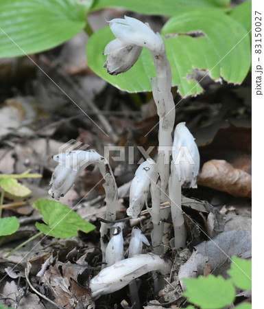 野尻高原　大学村に咲くユウレイタケ　ギンリョウソウ 83150027