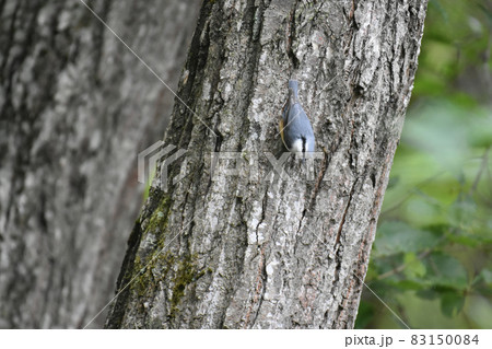 野尻高原 大学村に住むゴジュウカラ 野尻高原 大学村に住むゴジュウカラ 83150084