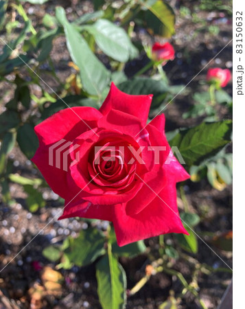 バラ 83150632
