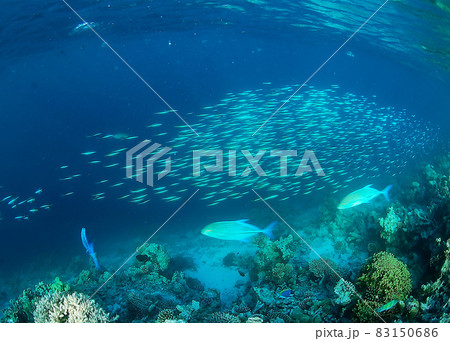 MaldivesEriyaduのクマササハナムロとカスミアジのバトル MaldivesEriyaduのクマササハナムロとカスミアジのバトル 83150686