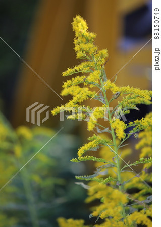 秋の野原に咲くセイタカアワダチソウの黄色い花 83150749