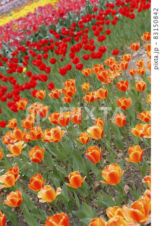 チューリップ 83150842