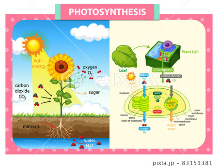 Diagram showing process of photosynthesis in plant 83151381