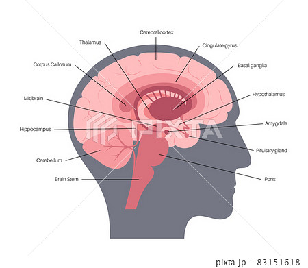 Brain anatomy concept Brain anatomy concept 83151618