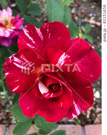 絞り薔薇 83151656