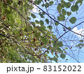 実るキュウイフルーツ 83152022