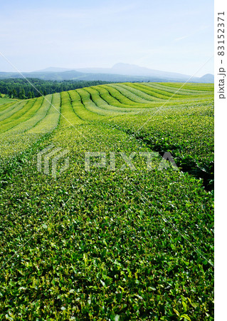 快晴 夏 葉 83152371