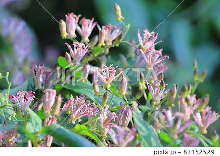 日陰に咲く杜鵑草 ホトトギス の花の写真素材