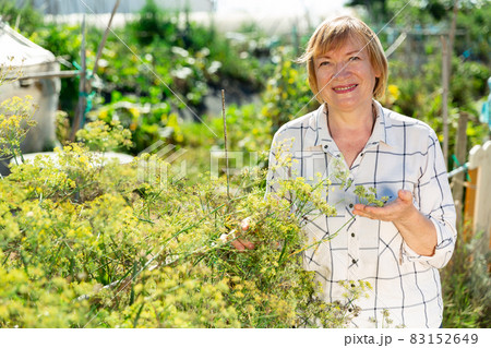 Senior woman is picking dill in the garden 83152649