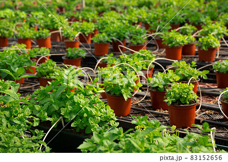 Melissa seedlings in pots 83152656